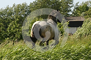 Racing draught horse