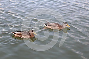 Racing ducks