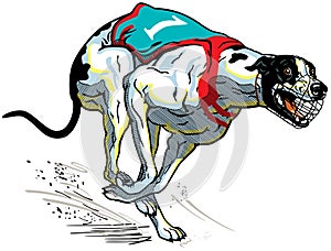 Racing english greyhound