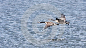 Racing Geese Across Blue Waters