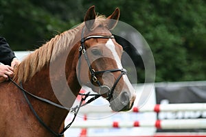 Carreras un caballo 