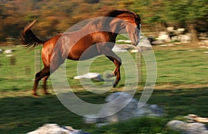 Racing horse