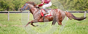 Racing horse portrait in action