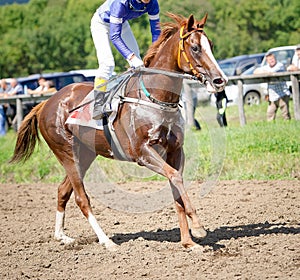 Racing horse portrait in action