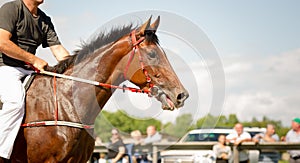 Racing horse portrait close up