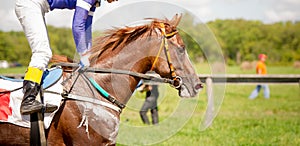 Racing horse portrait close up
