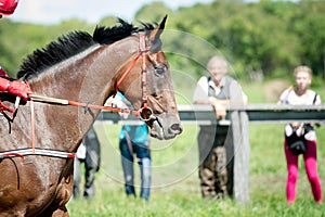 Racing horse portrait close up