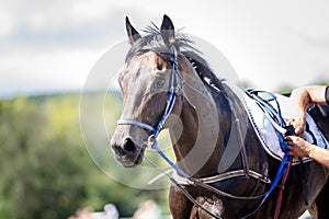 Racing horse portrait close up