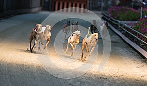 Racing hounds