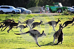 Racing Kangaroos