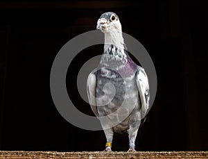 Racing Pigeon