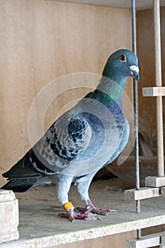 Racing pigeon