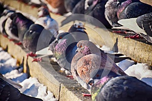 Racing Pigeon Columba livia domestica Adult,stray ,perched on