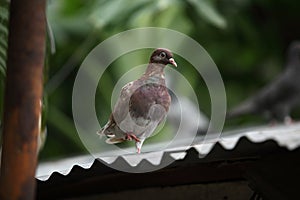 racing pigeon. domestic messenger pigeon.portrait of a racing homing pigeon against a green background.