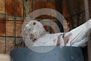 Racing pigeon heat egg in winter session against rustic brick wall photo