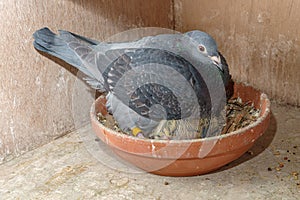 A racing pigeon on her nest with a seven days old chick