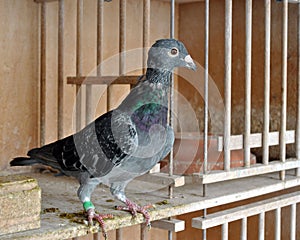 Racing pigeon moulting photo