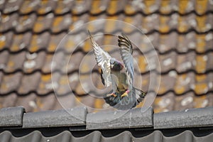 Racing pigeon spreads its wings to land on the roof of its loft