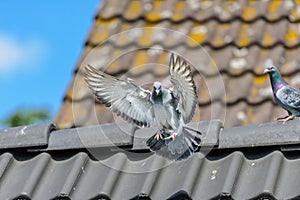 Racing pigeon spreads its wings to land on the roof of its loft