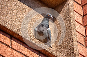 Racing pigeon