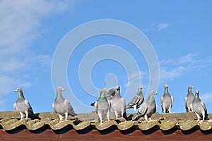 Racing pigeons on the roof