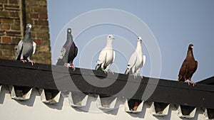 Racing pigeons on a rooftop