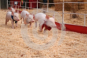 Racing pigs