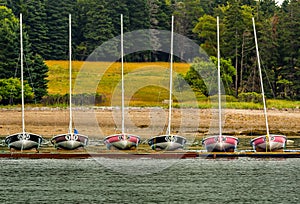 Racing Sailboats with Numbers, Docked