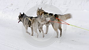 Racing sled husky dogs