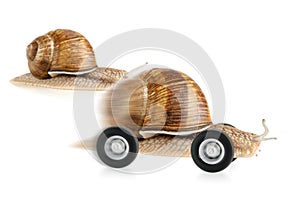 Racing snail on wheels photo
