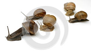 Racing Snails