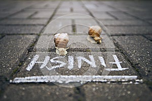 Racing snails in front of finish line
