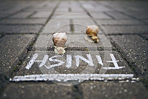 Racing snails in front of finish line photo