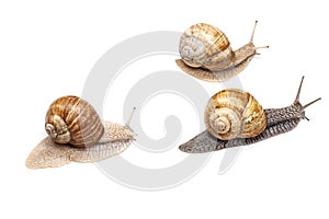 Racing of snails on a white background