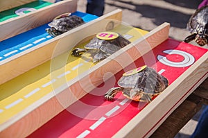 racing turtles in the fresh air. Nature, rest
