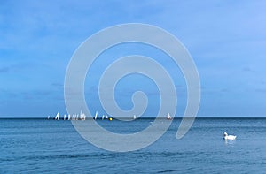 Racing yachts with white sails, centerboarder yachts in the distance on the water