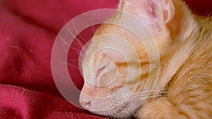 Rack focus Close Up of a Ginger Kitten