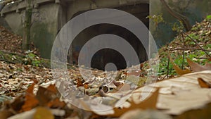 Rack Focus Leaves and Tunnel