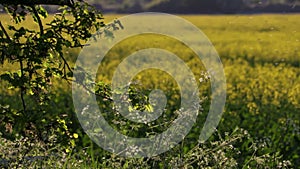 Rack focus shot of an oak tree and a field of oilseed rape or rapeseed yellow flowers in the British or English countryside