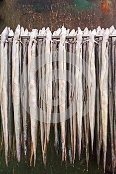 Rack with fresh smoked eel in The Netherlands