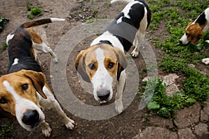 Rack of hounds of dogs