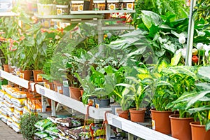 Rack with indoor shade tolerant plants in a garden store in a greenhouse