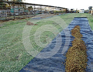 Dried Sultanas On Black Plastic Drying Sheet.