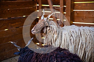 Rack  sheep in the stable