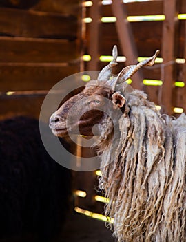 Rack  sheep in the stable