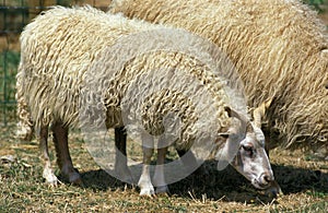 RACKA SHEEP, A BREED FROM HUNGARIA