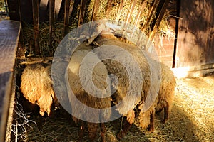 Racka sheeps feeding on hey