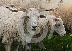 Racka sheeps on pasture
