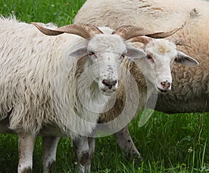 Racka sheeps on pasture watching camera