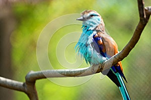 Racket-tailed Roller (Coracias spatulatus) perched